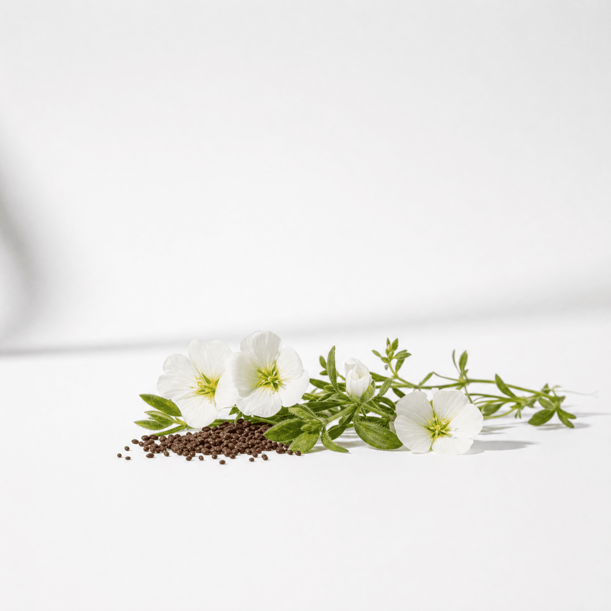 Meadowfoam Oil - The SkinScience Company