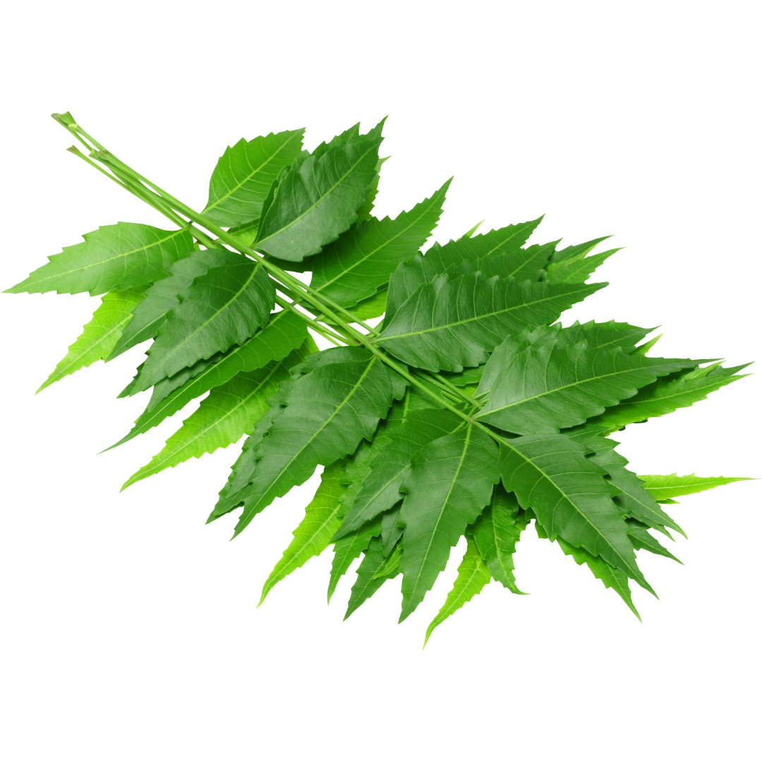 Neem Oil - The SkinScience Company