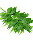 Neem Oil - The SkinScience Company