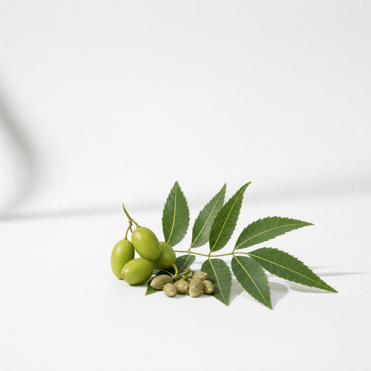 Neem Oil - The SkinScience Company
