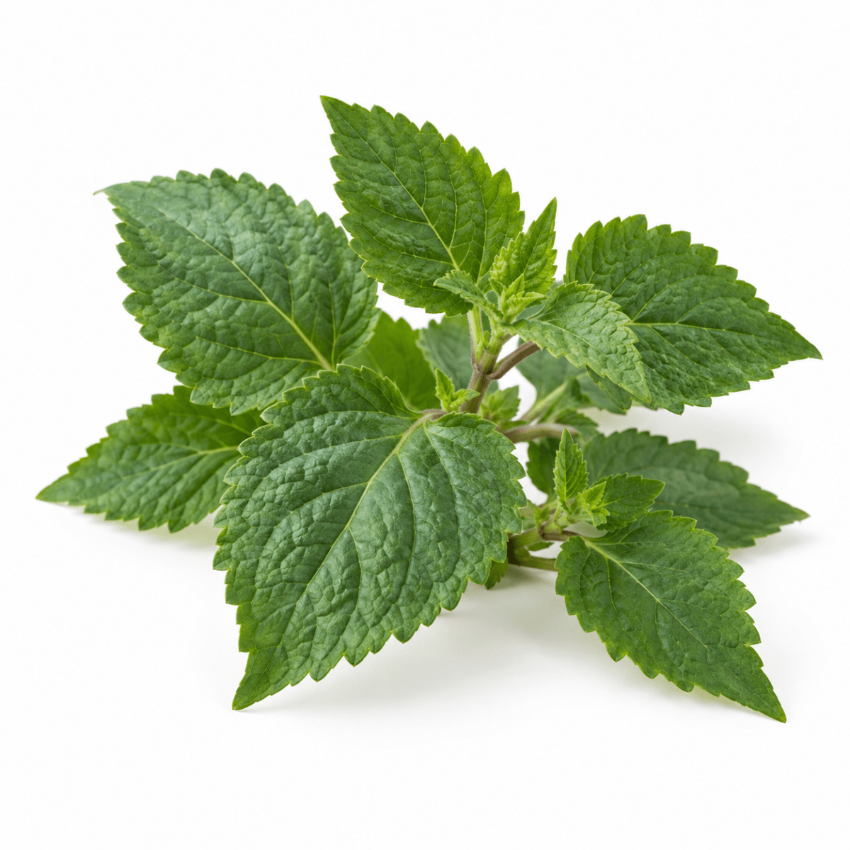 Patchouli Essential Oil - The SkinScience Company