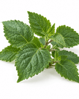 Patchouli Essential Oil - The SkinScience Company