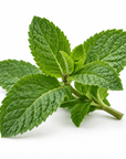 Peppermint Essential Oil - The SkinScience Company