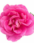 Rose Hydrosol - Wholesale - The SkinScience Company