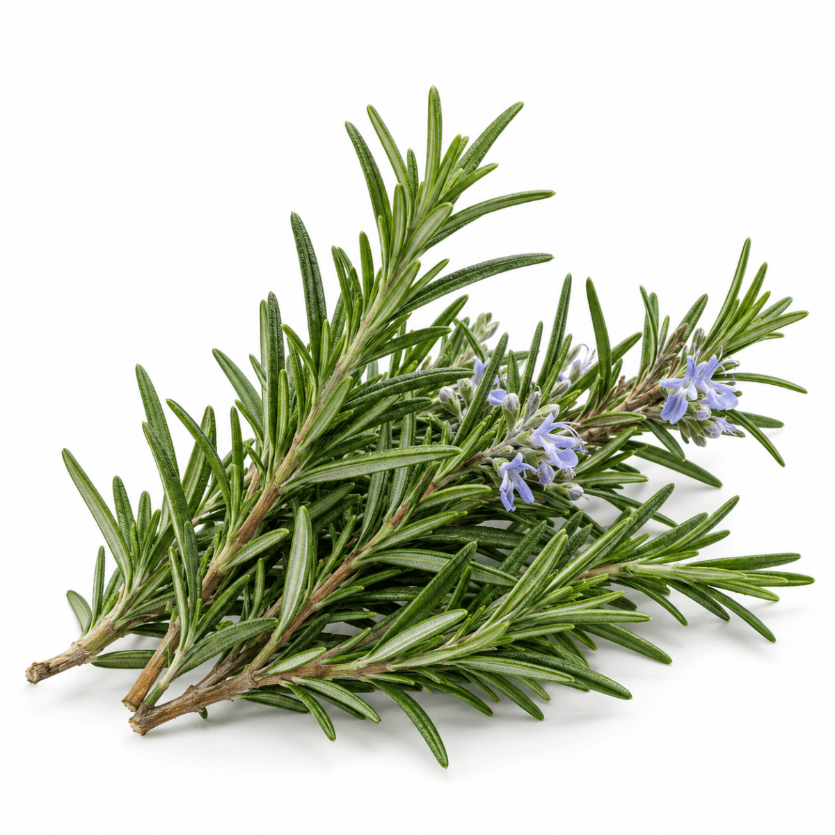 Rosemary Essential Oil - Wholesale - The SkinScience Company
