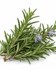 Rosemary Essential Oil - Wholesale - The SkinScience Company
