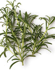 Rosemary Essential Oil - Wholesale - The SkinScience Company