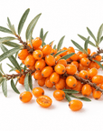 Sea Buckthorn Butter - Wholesale - The SkinScience Company