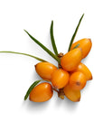 Sea Buckthorn Oil - Wholesale - The SkinScience Company