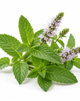 Spearmint Essential Oil - The SkinScience Company