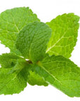 Spearmint Essential Oil - The SkinScience Company