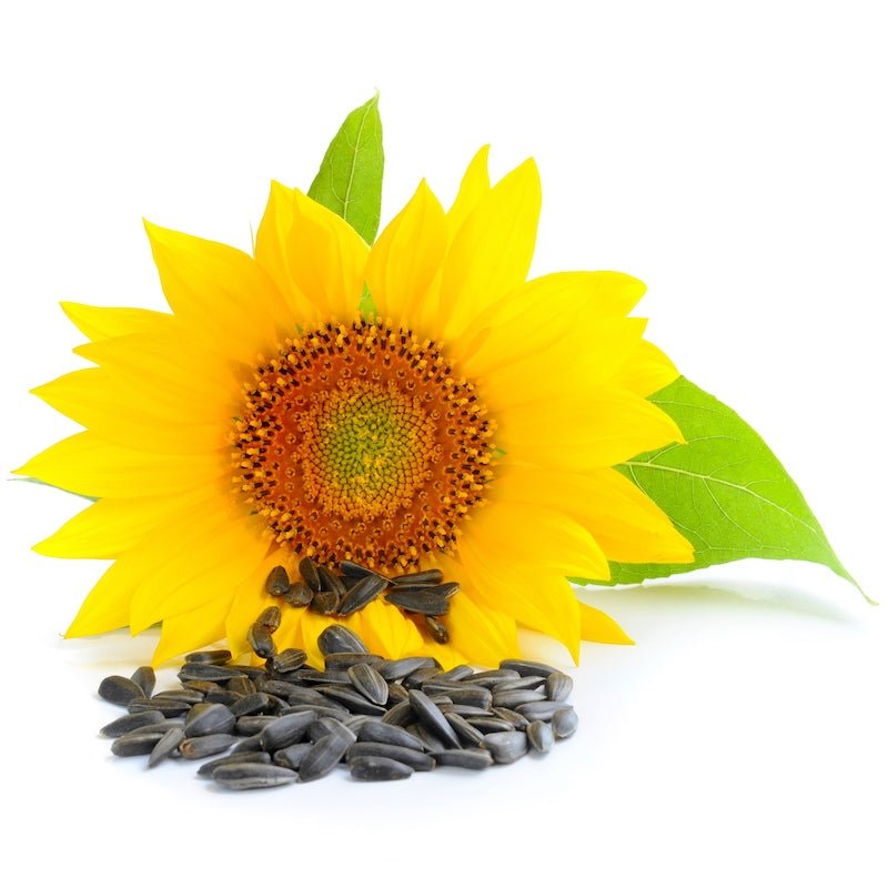 Sunflower Oil - Wholesale - The SkinScience Company