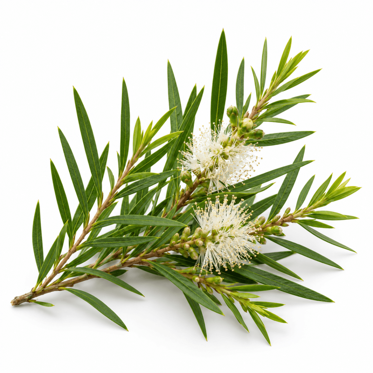 Tea Tree Essential Oil - The SkinScience Company
