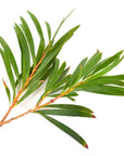 Tea Tree Essential Oil - The SkinScience Company