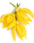 Ylang Ylang Essential Oil - The SkinScience Company