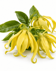 Ylang Ylang Essential Oil - The SkinScience Company