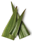 Aloe Vera Oil - Wholesale
