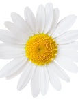 Chamomile Floral Water - Wholesale