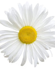 Daisy Flower Oil