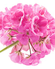 Rose Geranium Essential Oil - Wholesale