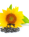 Sunflower Oil - Wholesale